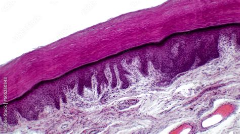 Fototapeta Human Skin Light Micrograph Of Epithelial Tissue From The