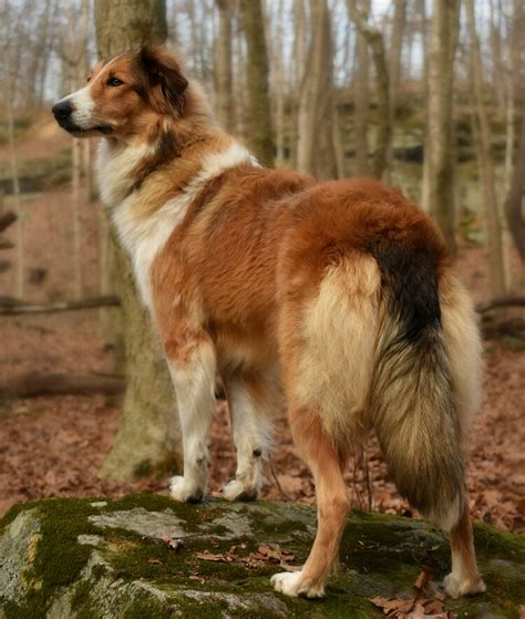 Pin On Old Time Scotch Colliesfarm Collies