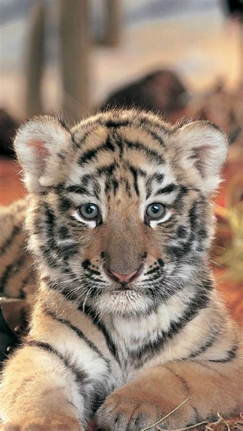 Wallpaper Hd Tiger Baby