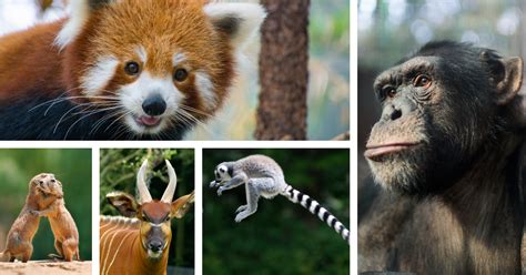 Santa has been getting on top of his paper work, checking out all. The 17 Belfast Zoo escapees and how they got out since ...