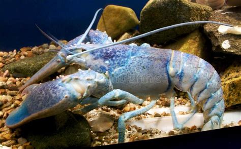 Rare Blue Lobster Caught In Cape Cod Massachusetts Stock Image Image