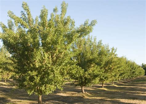 Top 5 Things An Almond Grower Wants To See In April West Coast Nut