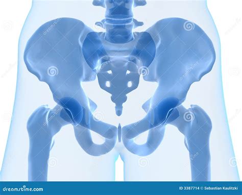 Skeletal Hip Stock Illustration Illustration Of Anatomical 3387714