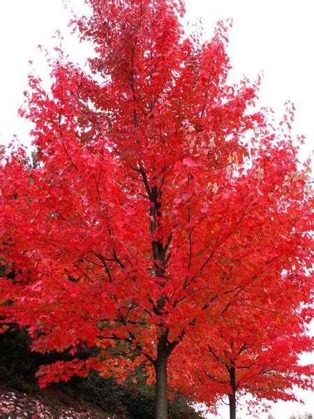 Autumn Blaze Red Maple Tree For Sale Trees And Shrubs Flowering Trees