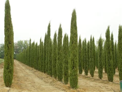 Italian Cypress Cupressus Sempervirens Stricta