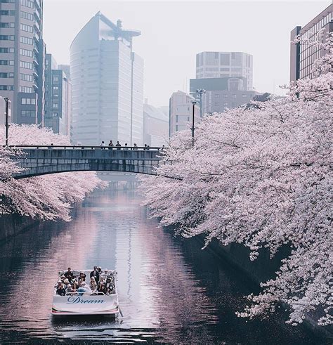 Japans Cherry Blossom Season Bursts To Life
