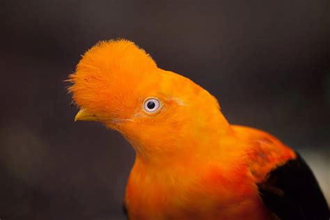 25 Fabulous Birds With Mohawks Bird Advisors