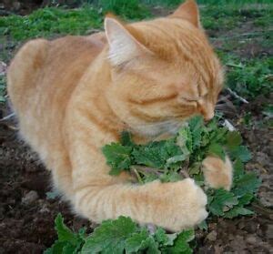 Care & shipping notes not available for sale in these us states and. Catnip 250 seeds Nepeta Cataria * Grow your own cat treat ...
