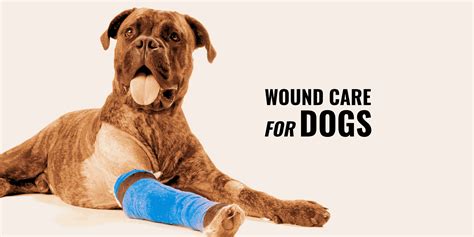Open Wound Care For Dogs Supplies Treatments And Recovery