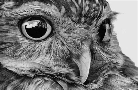 Beautiful Pencil Drawing Of An Owl Owls Drawing Face Drawing Animal