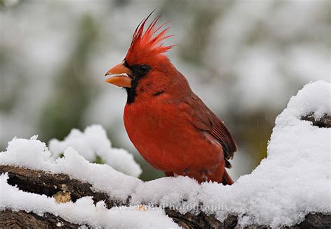 Mccrain Photography Northern Cardinal Male