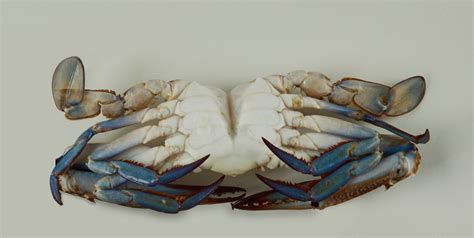Whole Cleaned Blue Crabs Archives Supreme Crab
