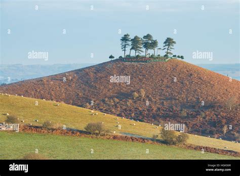 Colmers Hill Near Bridport Uk High Resolution Stock Photography And