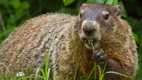 Its Groundhog Day Lets Get To Know The Real Critter Behind The