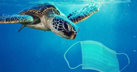 Marine Life Dont Need Ppe Plastic Pollution Bernews