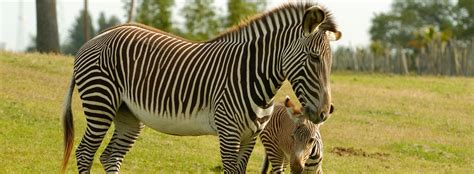 Where zebras come from ? Come See and Learn About Zebras at Busch Gardens Tampa Bay