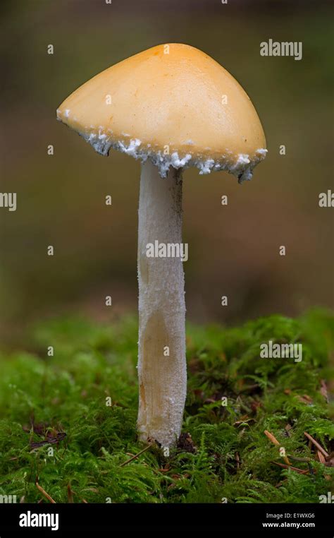Stropharia Ambigua Mushroom East Sooke Park Sooke Bc Stock Photo Alamy