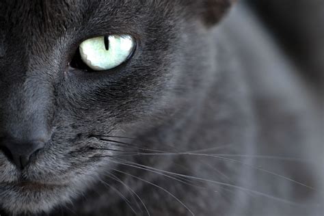 1920x1080 1920x1080 Black Cats Cat Eyes Wallpaper  171 Kb