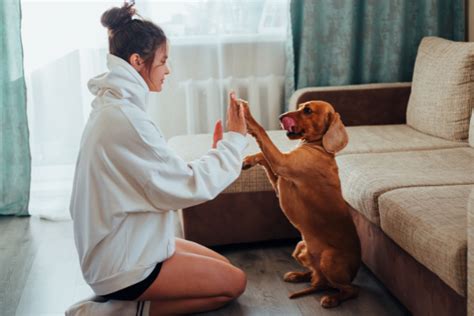 Dicas Para Evitar Que Seu Cachorro Fique Triste Em Casa Petessence