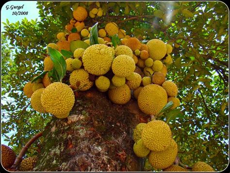 Jackfruit is a healthy vegan meat replacement and one of the biggest food trends among vegetarians. JAQUEIRA | JACA - BOLA. Árvore com sua fruta - Jaca. Tree ...