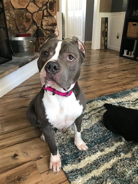 Pin On Pit Bull