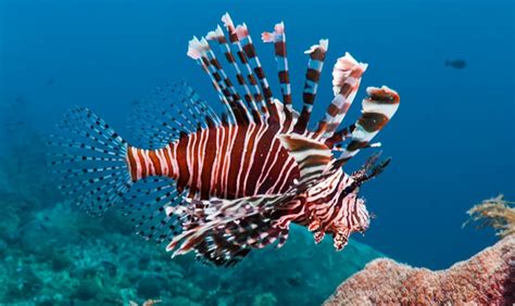 Appetite For Extinction Invasive Lionfish Of The Bermuda