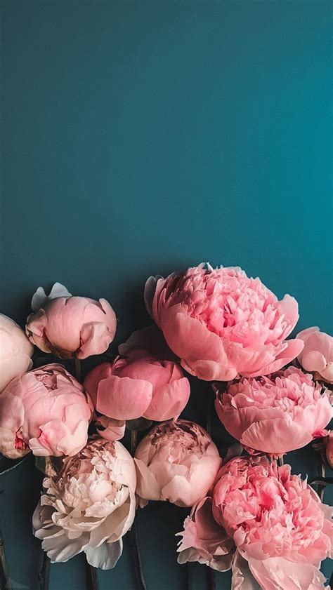 Discover More Than 56 Peony Iphone Wallpaper Latest Incdgdbentre