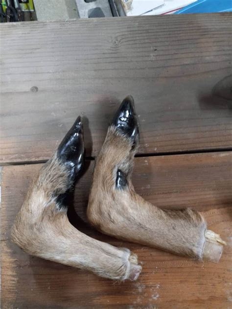 Matching Pair Of Preserved Deer Legs Etsy