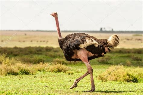Wild Ostrich Running Stock Photo By ©dvanstaden 111179634
