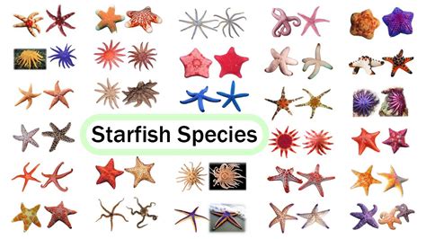 Starfish Species Fun List Of Sea Stars Leo And Lia Story Tv Youtube