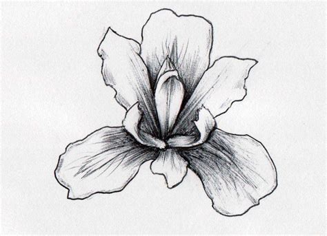 My Drawing Of An Iris Drawn In Pencil Then Shaded With Black Pen Iris