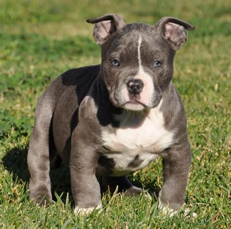 The razors edge bloodline is about 20 yrs old and marked the birth of the american bully dog as we know it today. Razor Edge Bully Pitbulls | hairstylegalleries.com