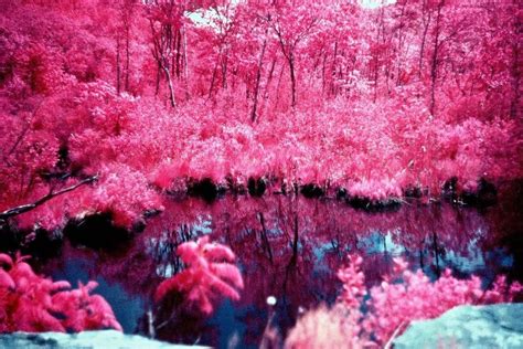 Pink Forest Woahdude