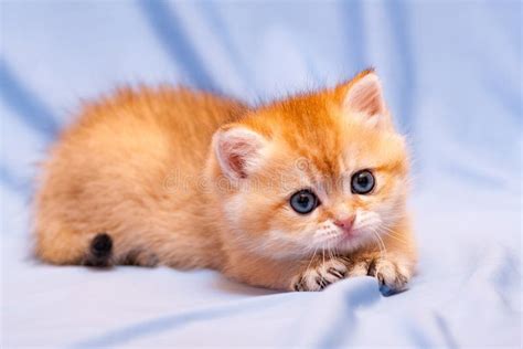 Tuyển Tập Orange Kitten Background Dễ Thương Và Sáng Tạo