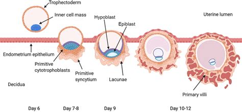 Schematic Diagram Of Blastocyst Implantation And Early Placentation
