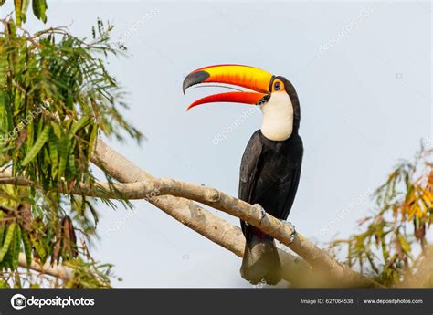 Toco Toucan Ramphastos Toco También Conocido Como Tucán Común Tucán