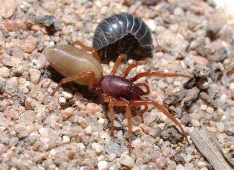 Dysderidae Woodlouse Spiders Archives Spiderhugger