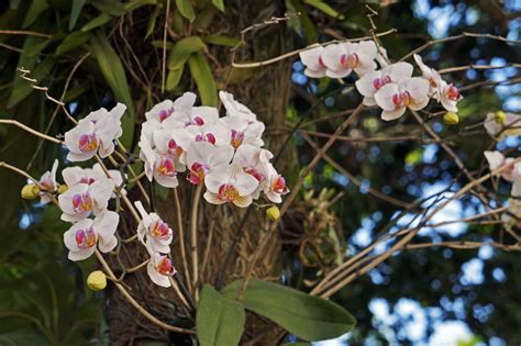 Put pot in a gallon baggie with open top up. How to Grow and Care for Mounted Orchids