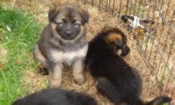 German sheherd puppies for sale in illinois. PUREBRED KING SHEPHERD PUPPIES for sale in Huntsville ...
