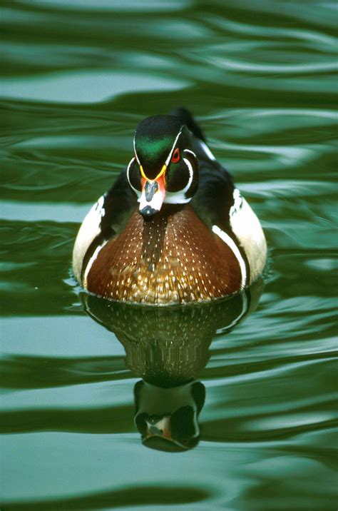 Free Picture Up Close High Details Photograph Male Wood Duck