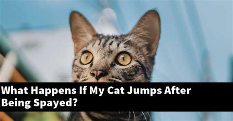 What Happens If My Cat Jumps After Being Spayed Explained