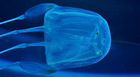 How Do Box Jellyfish Kill You Box Jellyfish In Thailand What Are The