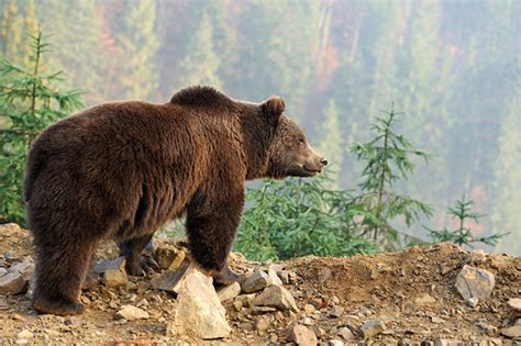 Brown Bears Facts Science For Kids