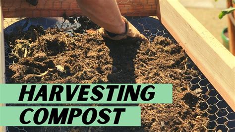 Harvesting Compost And Dealing With Grubs How To Harvest Your Backyard