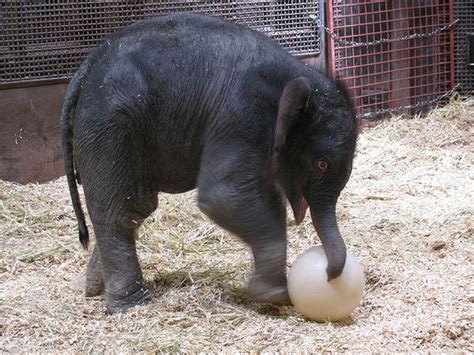 Daizy The Baby Elephant Having A Ball Zooborns