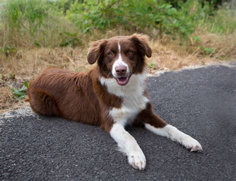 Shelter Dogs Of Portland Brittany Smart And Active Australian Shepherd