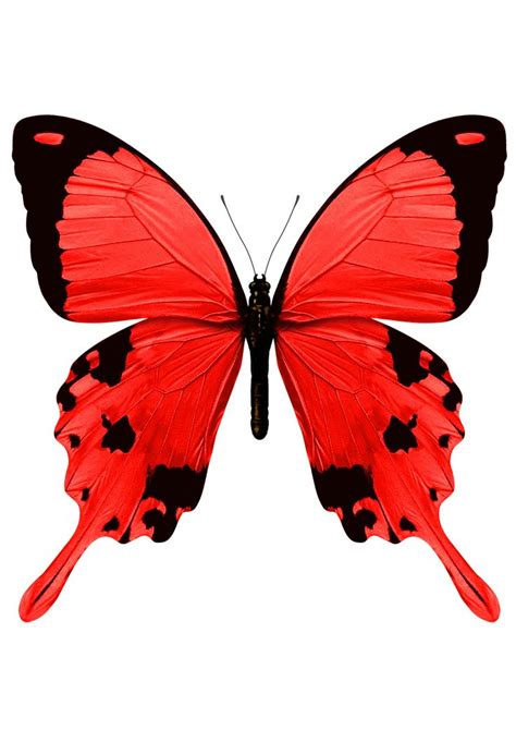 Red Butterfly Butterflies Clipart Best Clipart Best