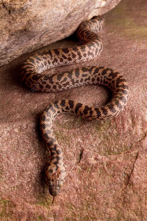 Spotted Python Antaresia Maculosa Stock Image C0339603 Science