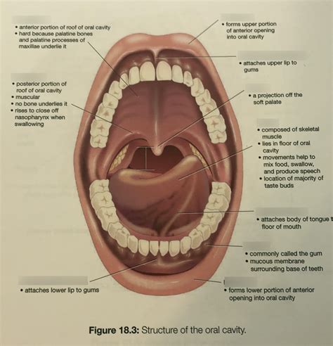 Oral Cavity Figure 18 3 Diagram Quizlet