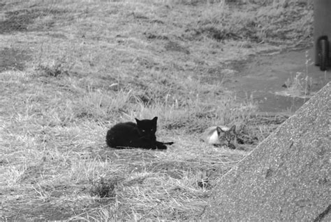 Colusa County Pioneer Review Colusa To Ban Feeding Feral Cats